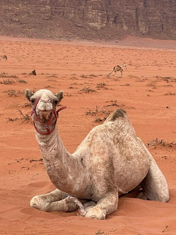 Wadi Rum Trip Exterior photo